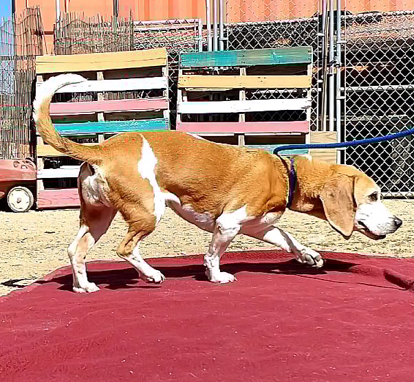 Jack & Sofee up for Adoption