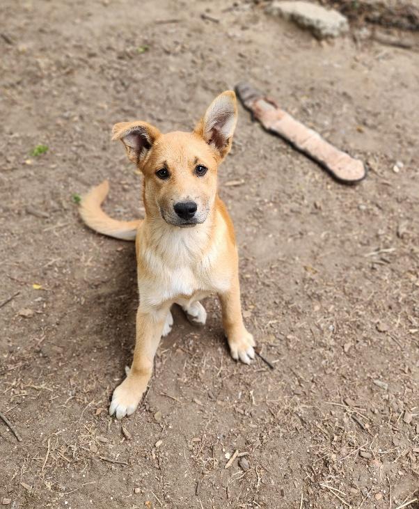 Puppy 26765 (Kamilla)