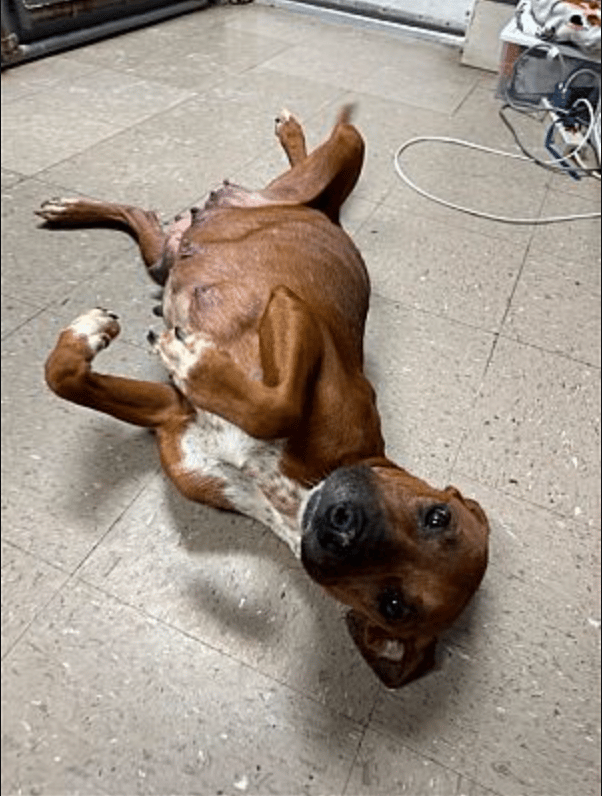 Matilda up for Adoption