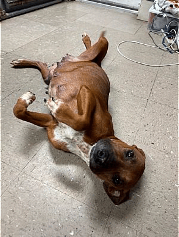 Matilda up for Adoption