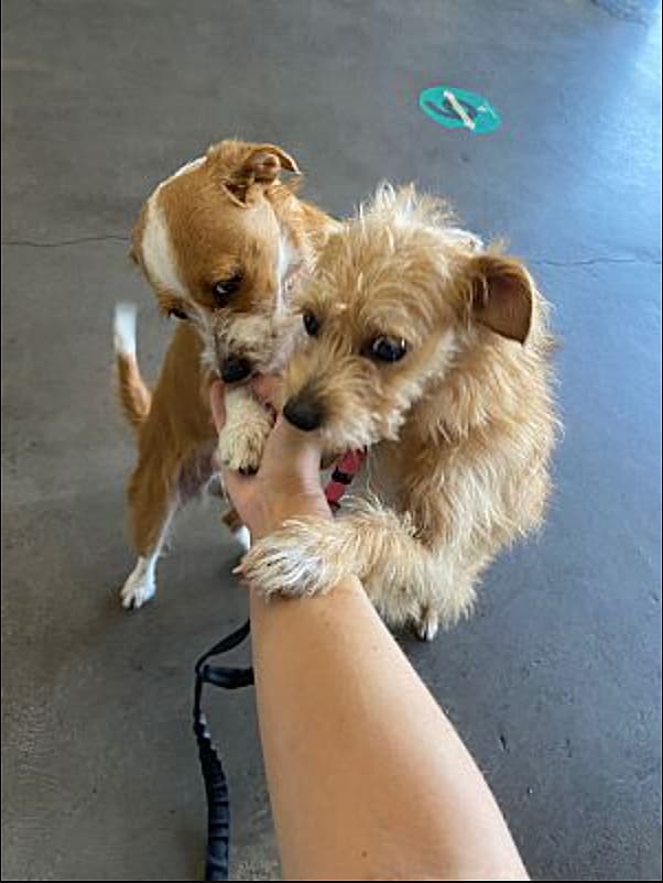 abandoned puppies