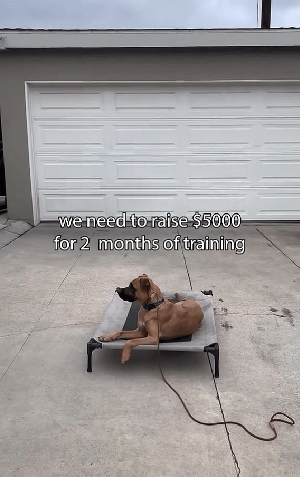 Adopted Shelter Dog Returned After Just one Month Due to Reactivity Issues. Urgent Plea to Help