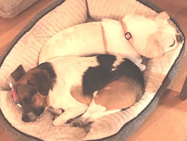 Dog with Rare Short Spine Syndrome - Breve