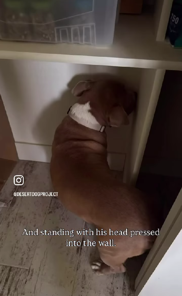 Bentley, a senior Pitbull