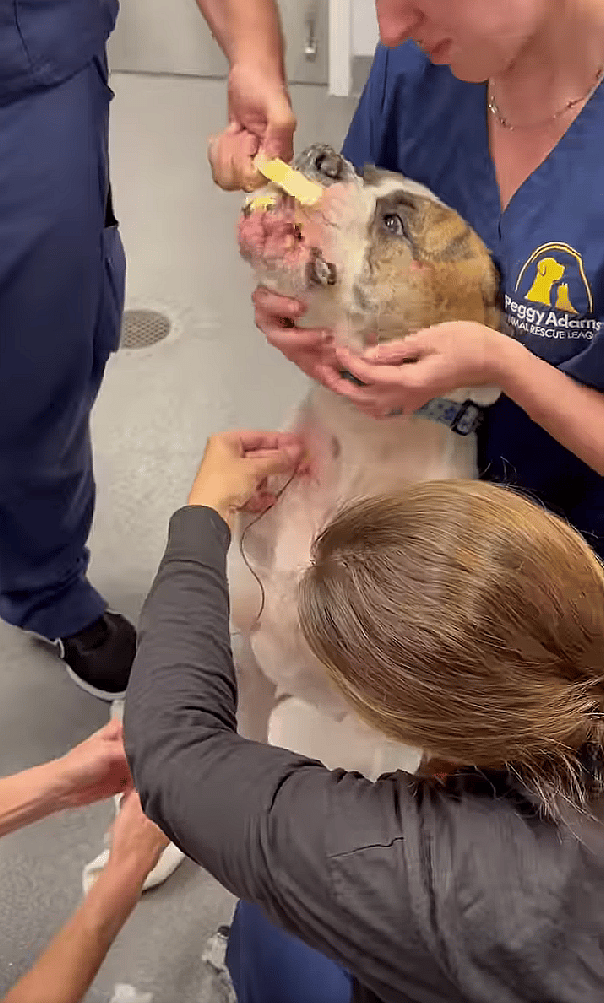 Hero Dog Saved Many Lives with Her Blood Donations—Now She Needs a Family to Save HER!
