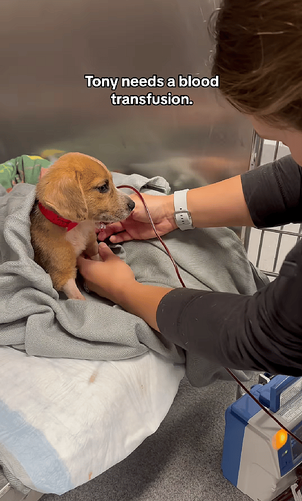 Hero Dog Saved Many Lives with Her Blood Donations—Now She Needs a Family to Save HER!