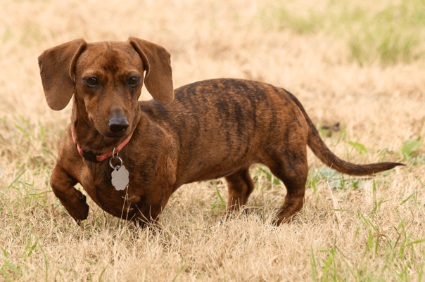 Brindle Dog Names