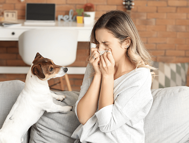 Are Huskies Hypoallergenic?