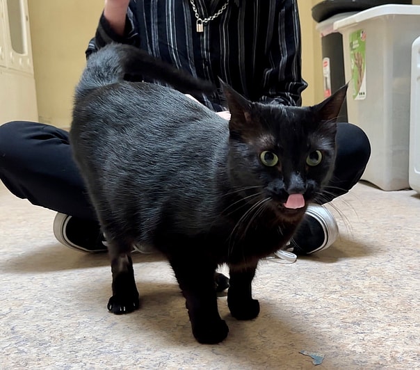 Harmon the Black Cat