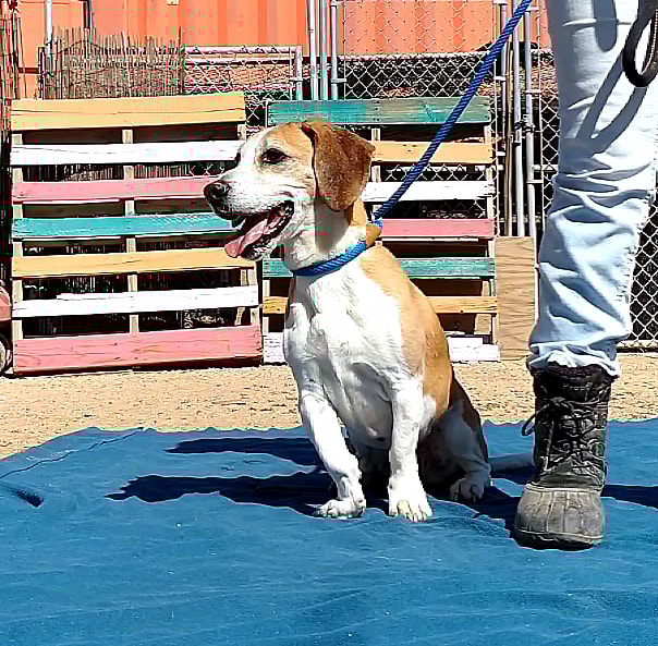 Jack & Sofee up for Adoption