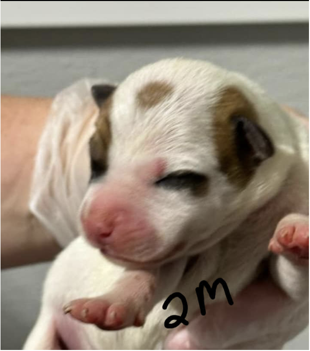 Dog up for Adoption: Dog Born at Shelter Has Never Known a Real Home. When Will This Whippet's Wait End?