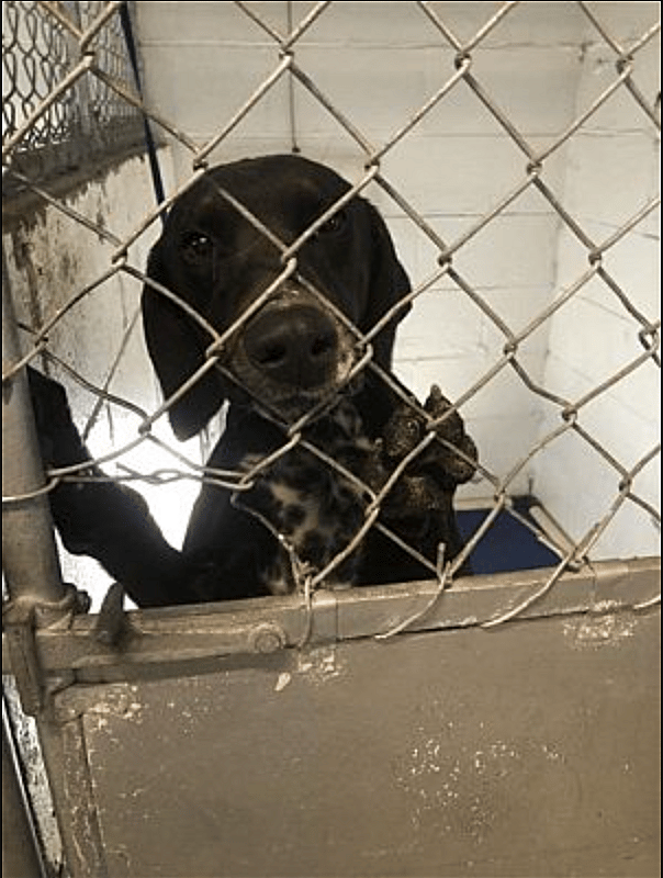 Blake up for Adoption