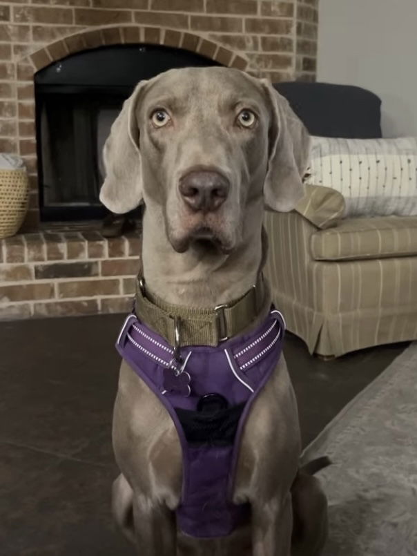 Ernie - Weimaraner