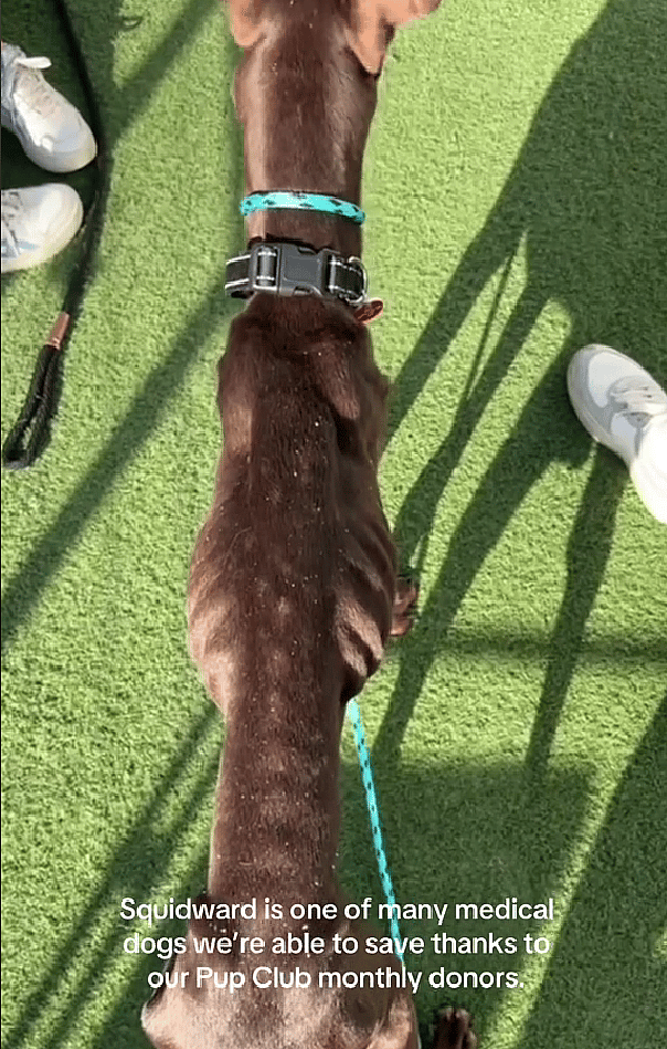 Emaciated and Barely Hanging On, This Dog's Sweet Spirit Survived When Nothing Else Did