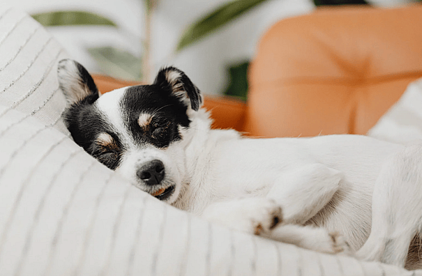 dog sleeping