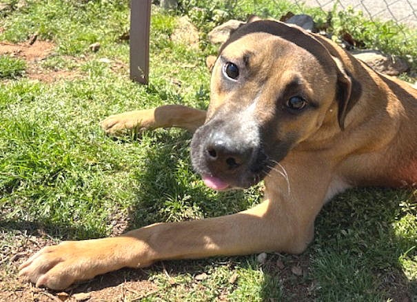 Voldemort - American Staffordshire Terrier