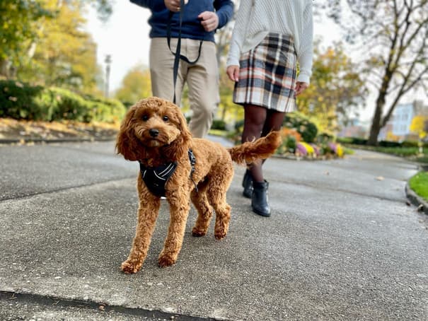 Rooney, an irish doodle