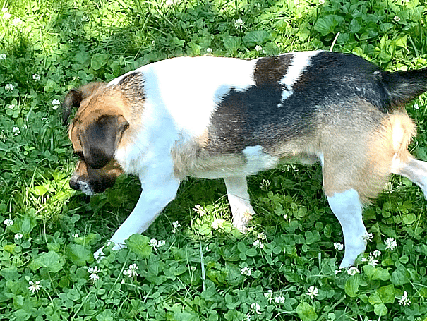 Dog with Rare Short Spine Syndrome - Breve