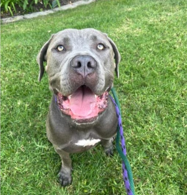 Meet the Most Gentle, Soft-Hearted Dog Who Nobody Chooses Because He’s “Too Big”