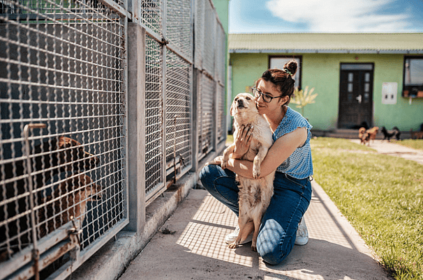 dog being Surrendered-in shelter