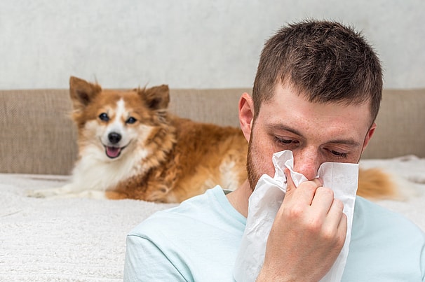 What is a “Hypoallergenic” Dog? Are Schnauzers Hypoallergenic?