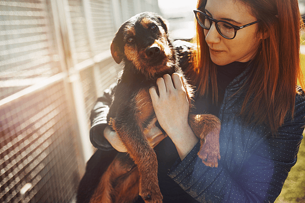 Dog adoption