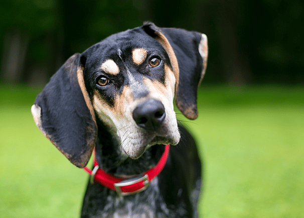 badass dog names - Coonhound