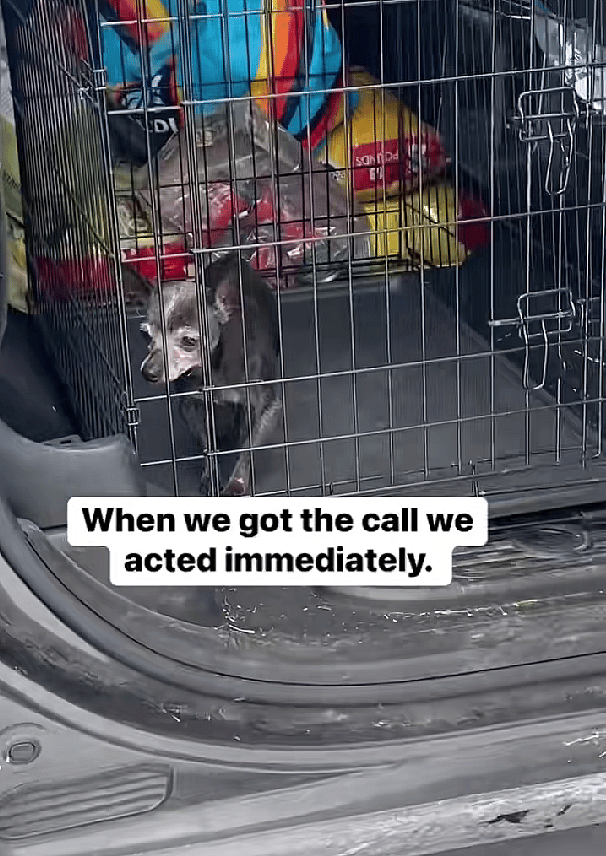 Two Senior Chihuahuas Left in Car as Temps Fall Below Freezing. Watch As Heroes Arrive Just in Time