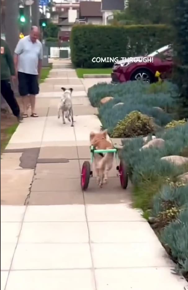 Scooty on a wheelchair