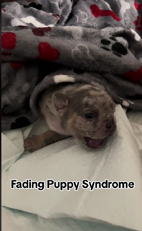 Little Newborn Puppy Couldn't Stop Crying — What is The Silent Killer Causing Her Pain?