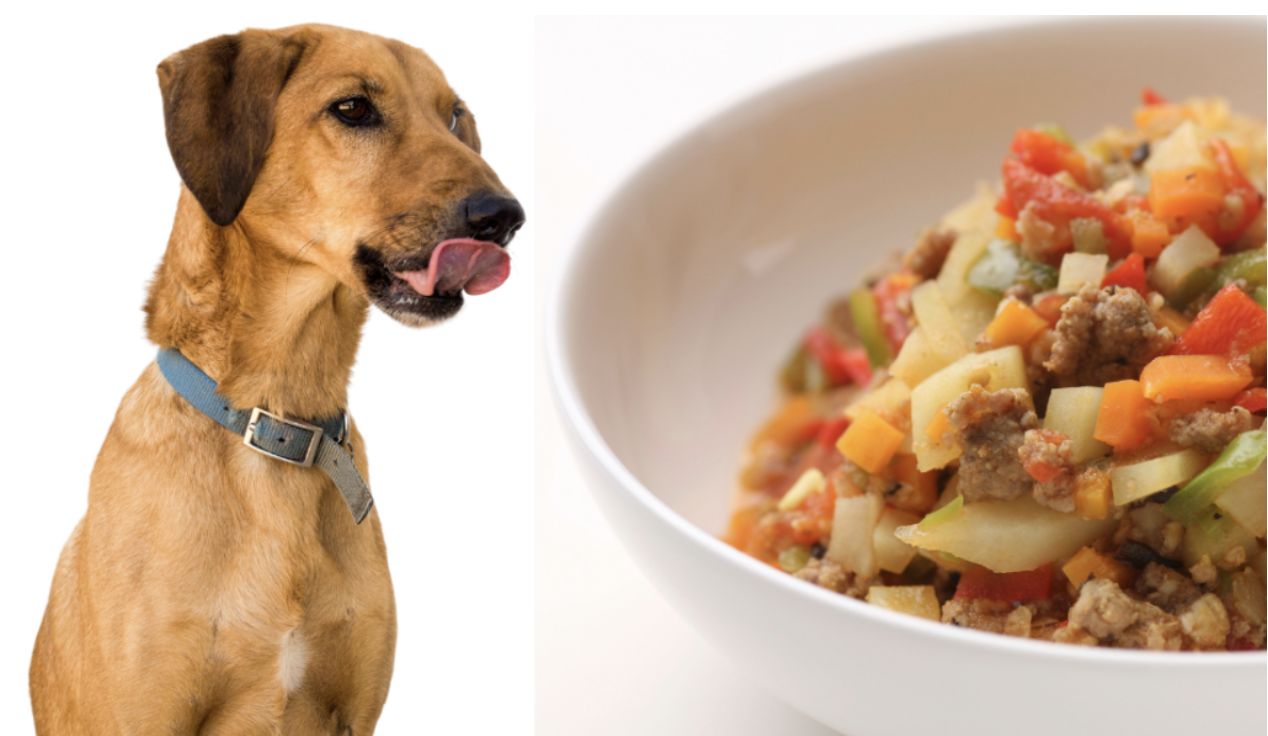 Dog's Half Birthday: Homemde meal