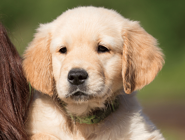 Golden retriever puppy