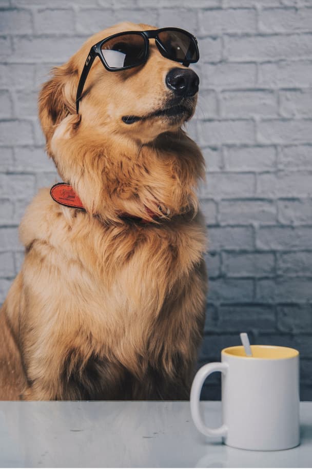 Golden Retriever Names