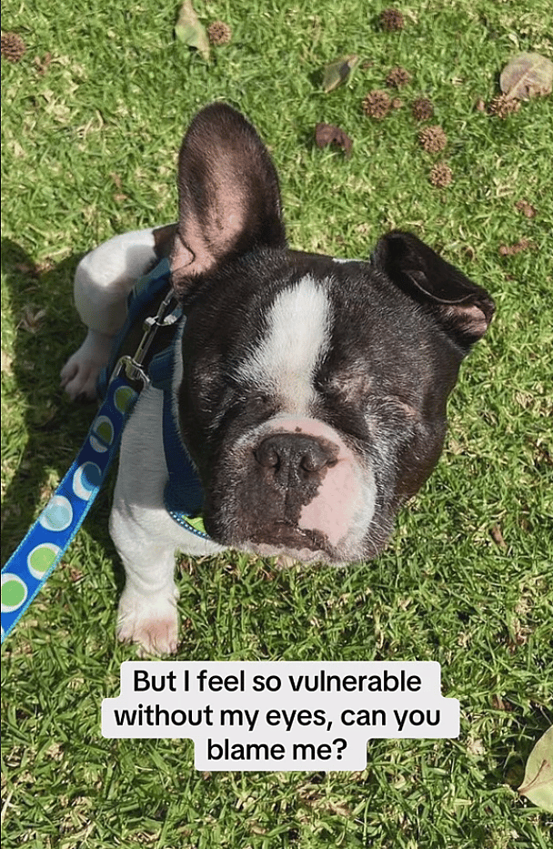 Emotional Journey of a Blind French Bulldog Dreaming About a Fairytale Ending