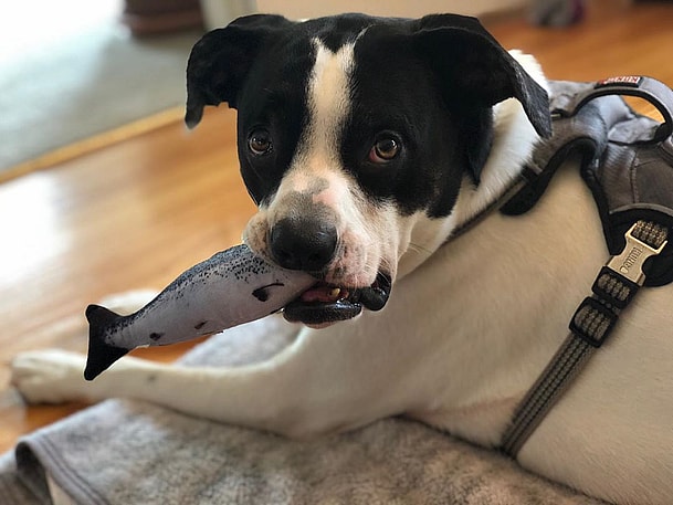 Dog Is REQUIRED to Hold a Dog Toy when he sleeps