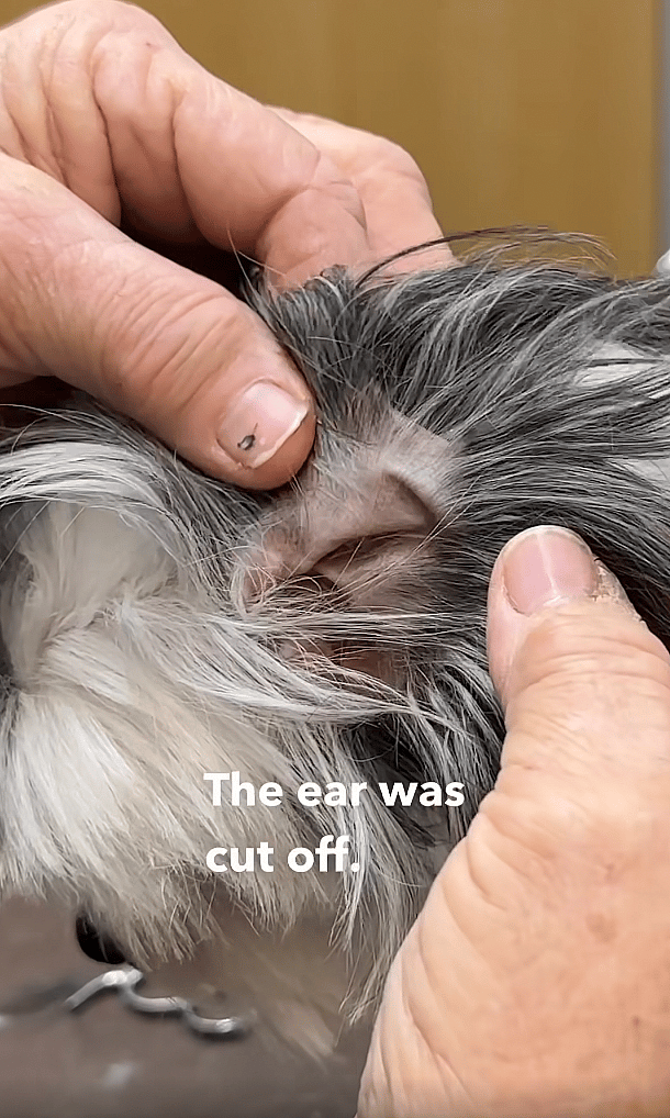 Dog grooming: Dog's Tragic Past Exposed When Groomer Attempts to Trim Her Ear