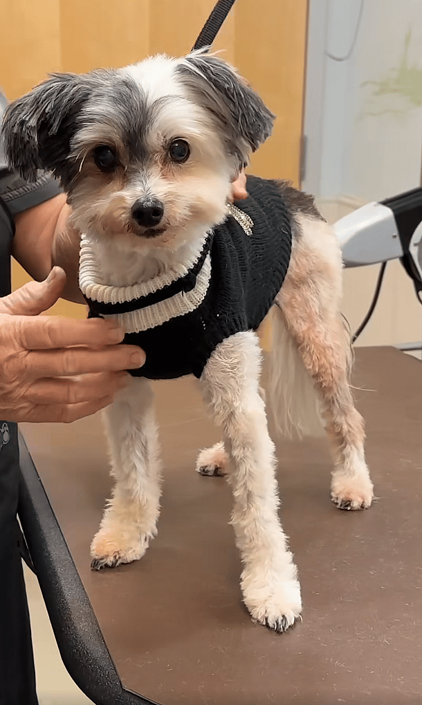 Dog grooming: Dog's Tragic Past Exposed When Groomer Attempts to Trim Her Ear