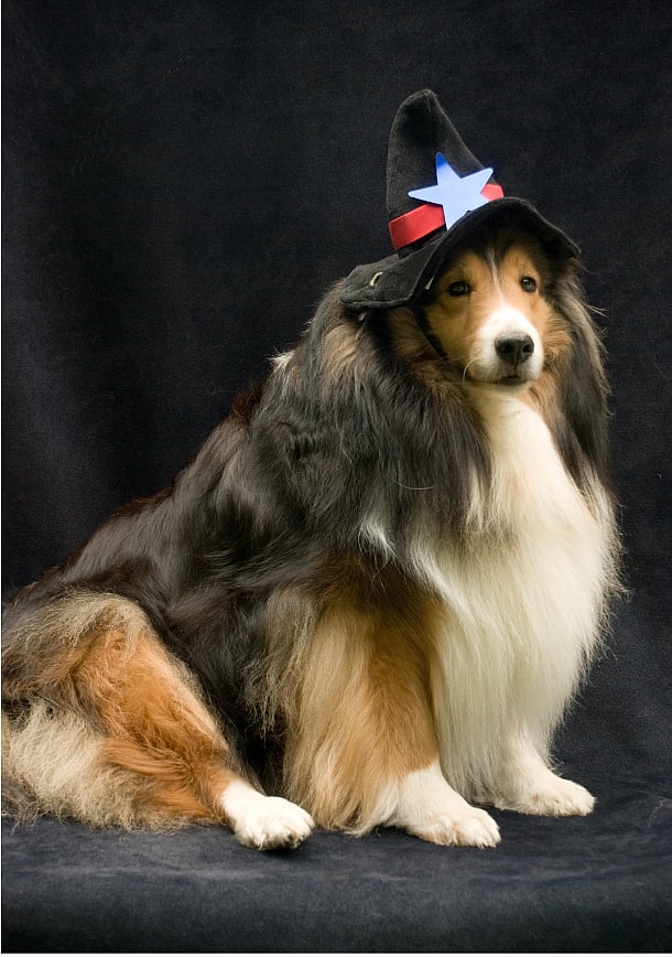Harry Potter Dog Names