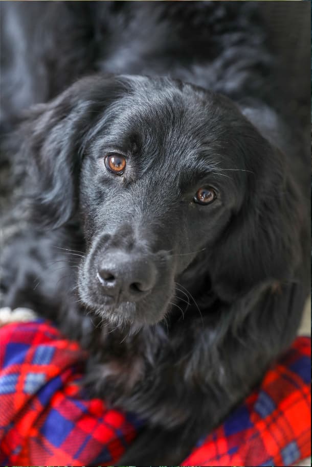 black golden retriever