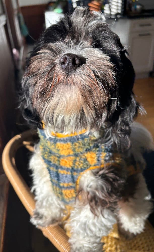 Akira - Shih Tzu