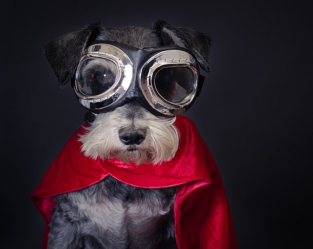 Marvel Names for dogs: Dog in a marvel costume