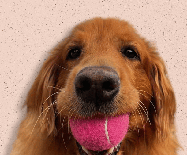 Overweight Golden Retriever