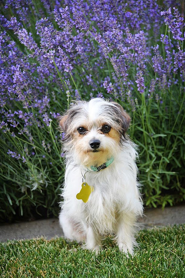 Bee Bop - Yorkshire Terrier Yorkie