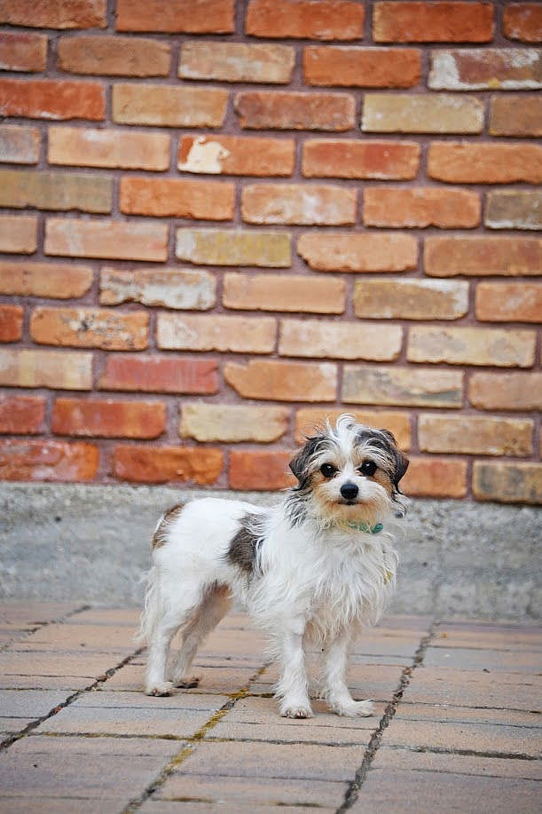 Bee Bop - Yorkshire Terrier Yorkie