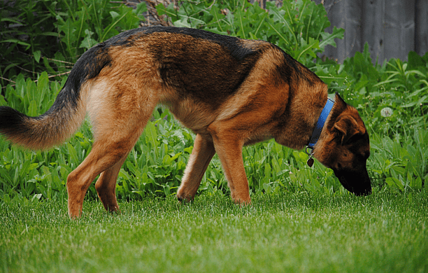facts about dogs-sniffing