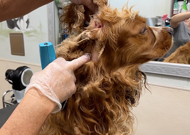 How To Shave A matted Dog