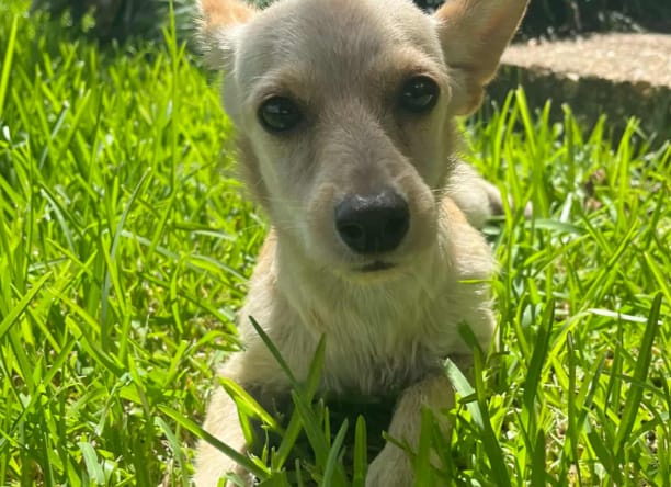 Channing in RI - Chihuahua