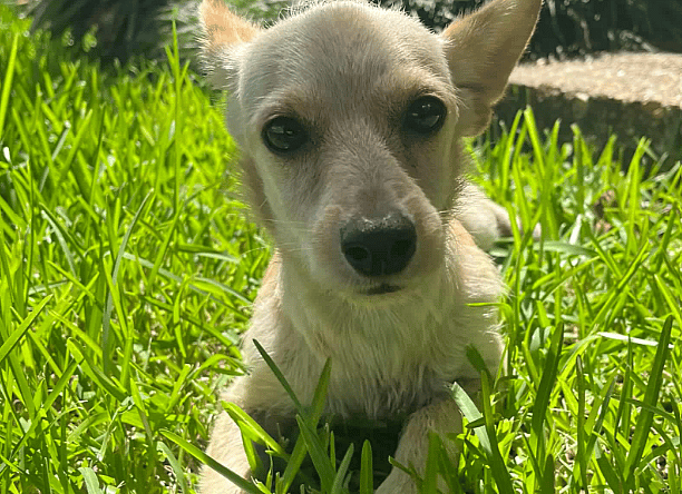 Channing in RI - Chihuahua