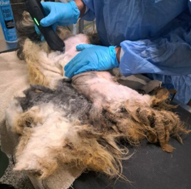 Found Abandoned in a Trailer, Severely Matted Lhasa Apso Now Looks Like a Whole New Dog