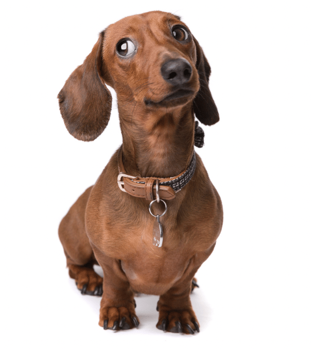 6 Healthy Dog Foods Even the Pickiest Dachshunds Will Love